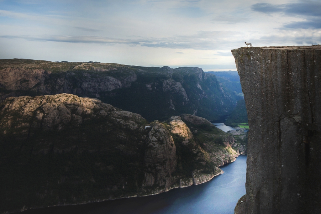 Breathtaking Dog Portraits Showcase Pups in Idyllic Locales