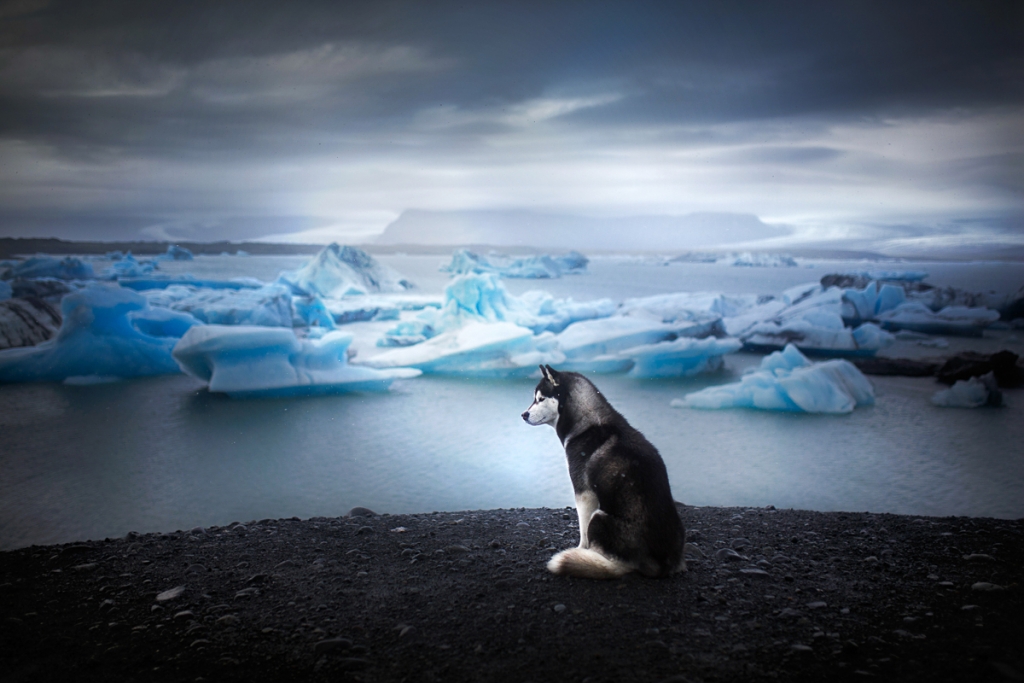 Breathtaking Dog Portraits Showcase Pups in Idyllic Locales