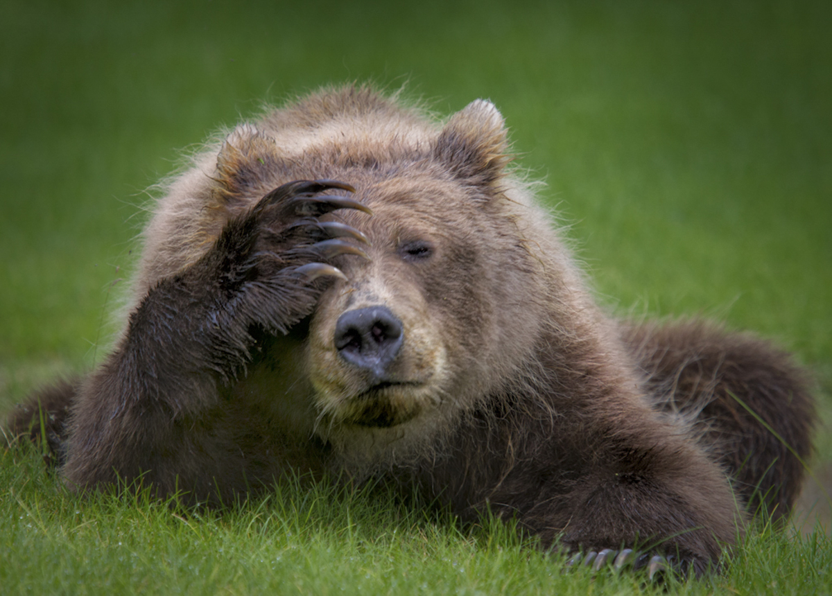 Comedy Wildlife Photography Awards 2018에는 재미있는 동물 사진이 있습니다.<BR>