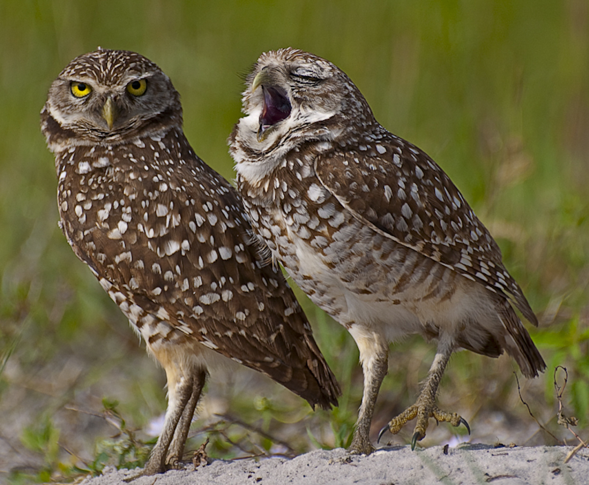 Comedy Wildlife Photography Awards 2018에는 재미있는 동물 사진이 있습니다.<BR>