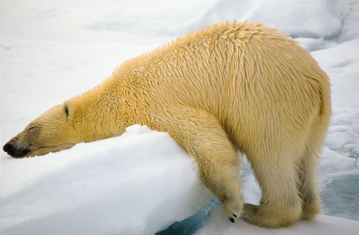 The Comedy Wildlife Photography Awards 2018 has Funny Animal Photography