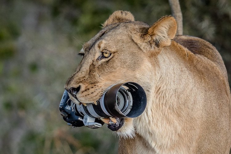 Animals Playing with a Camera Photographed by Barbara Jensen Vorster