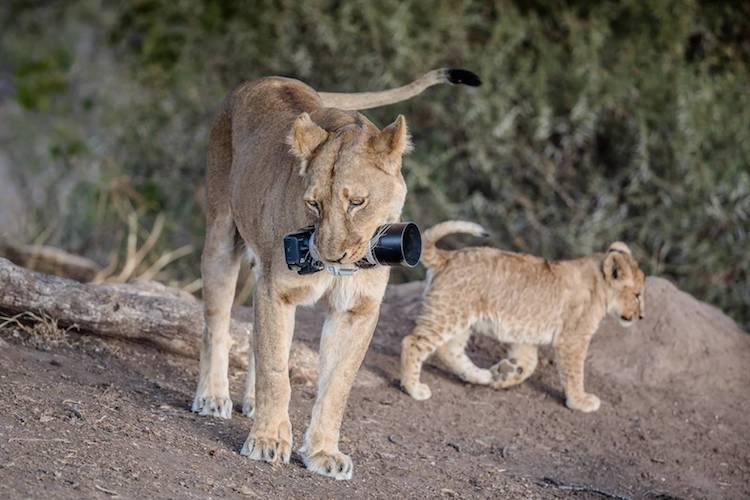 Animals Playing with a Camera Photographed by Barbara Jensen Vorster