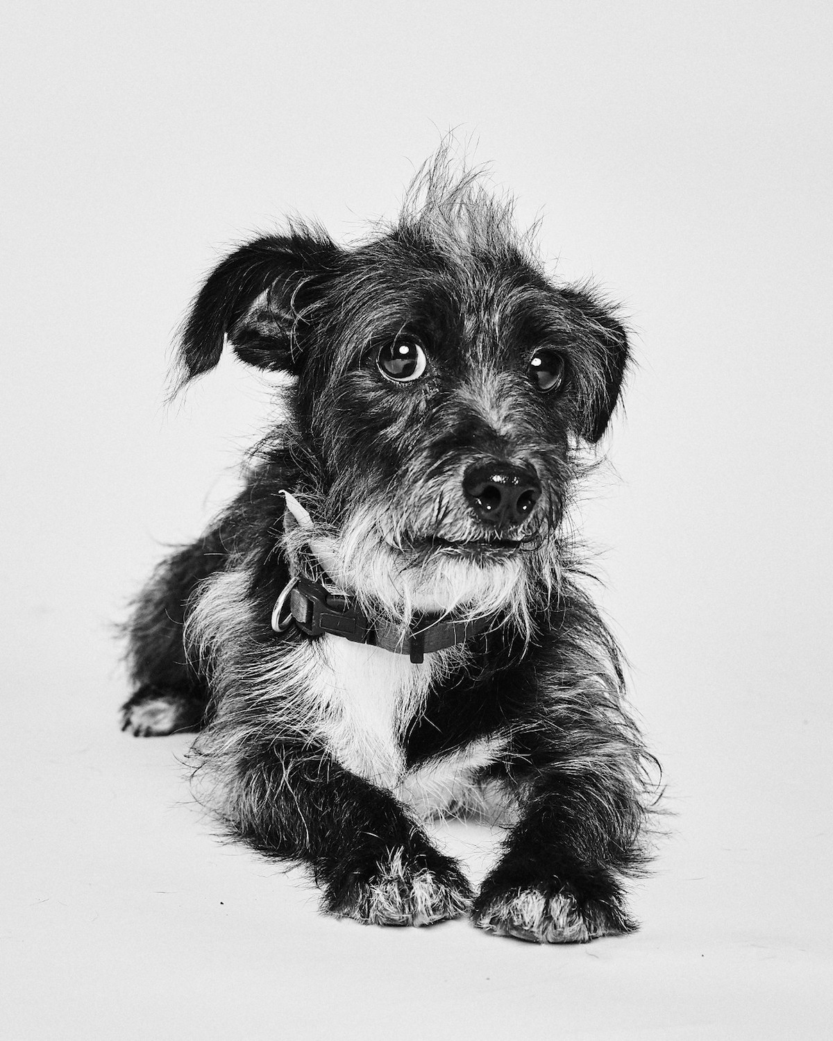 Dogs Portraits Adopt a Pet by Suzanne Donaldson and Shayan Asgharnia