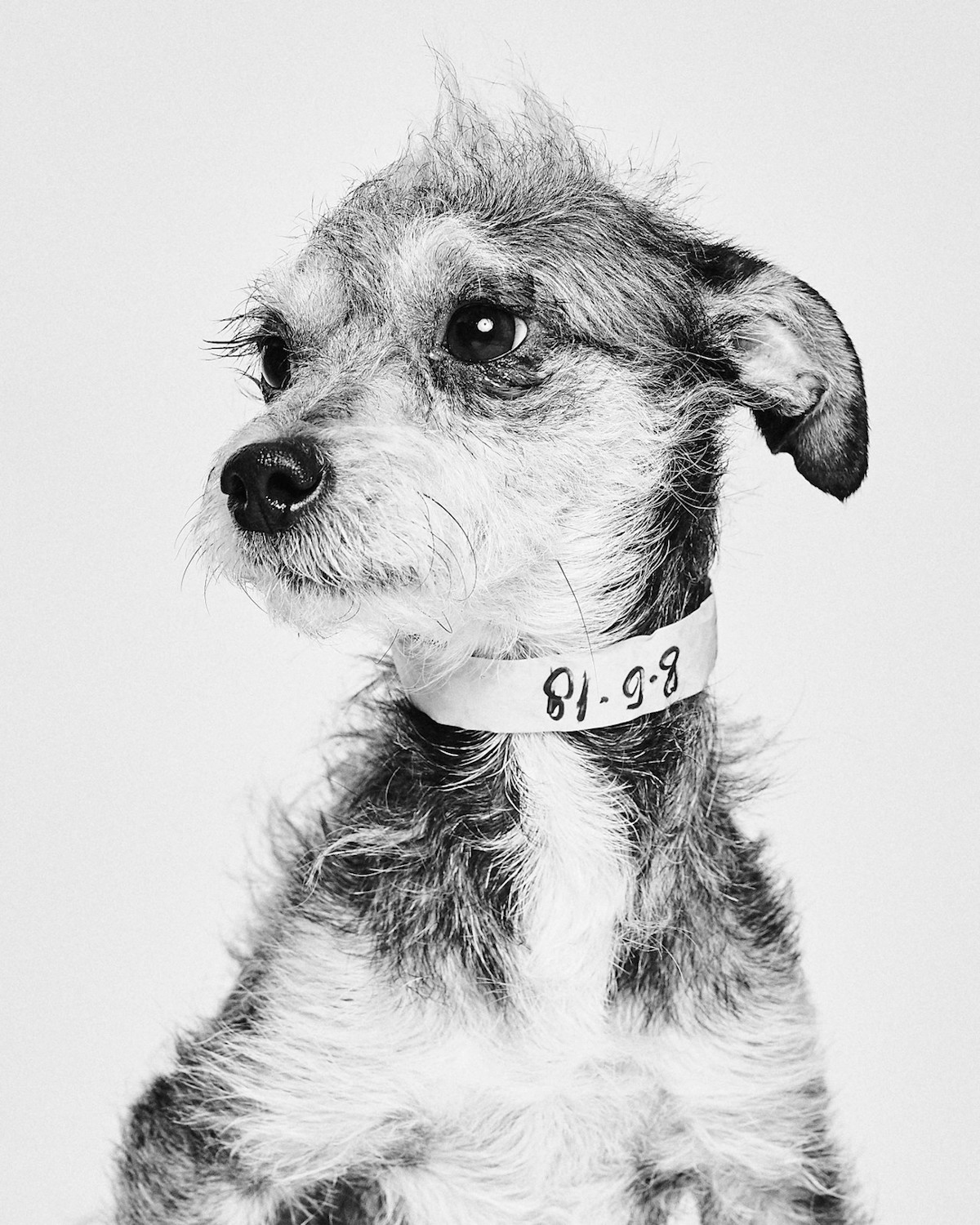 Dogs Portraits Adopt a Pet by Suzanne Donaldson and Shayan Asgharnia