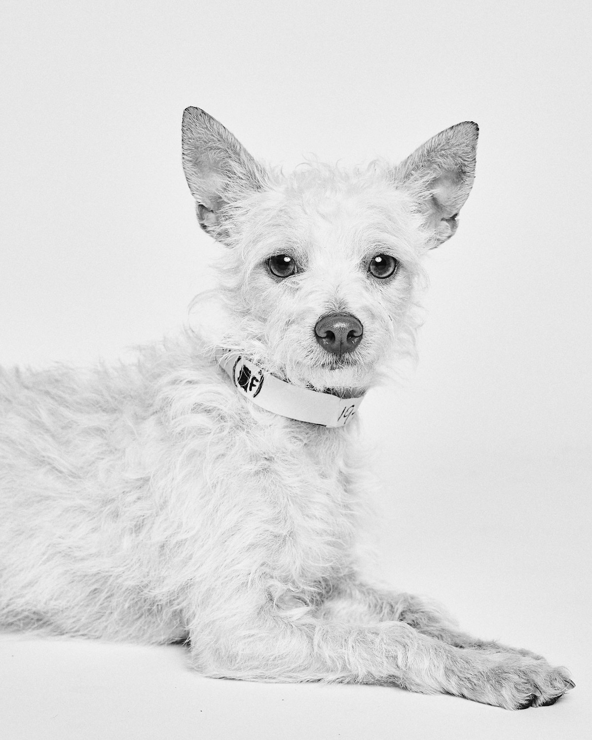 Dogs Portraits Adopt a Pet by Suzanne Donaldson and Shayan Asgharnia