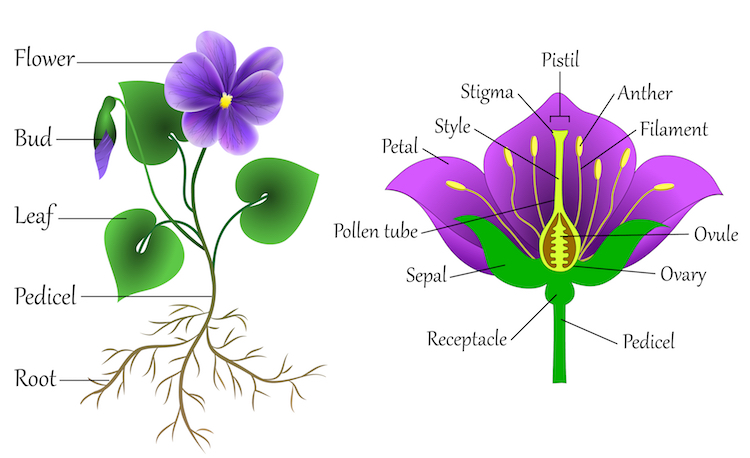 Cómo dibujar una flor diagrama