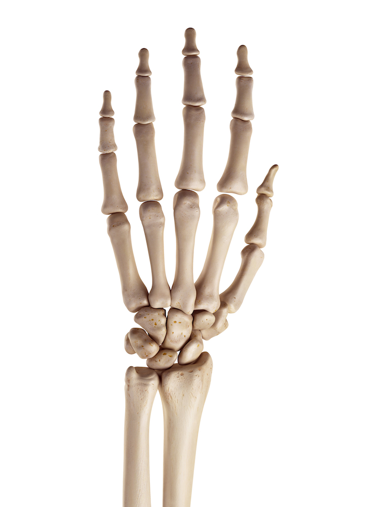 human hand drawing bones