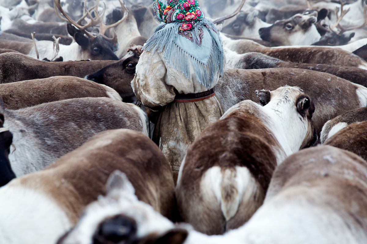 Reindeer Herder in Siberia