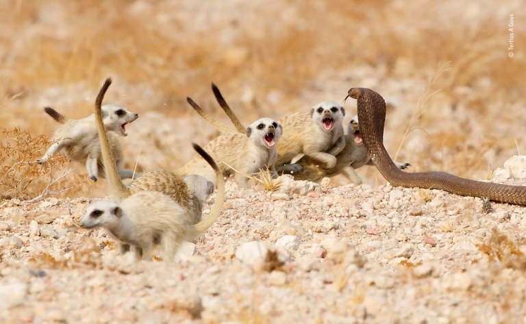 Spectacular Photos from the Wildlife Photographer of the Year Contest