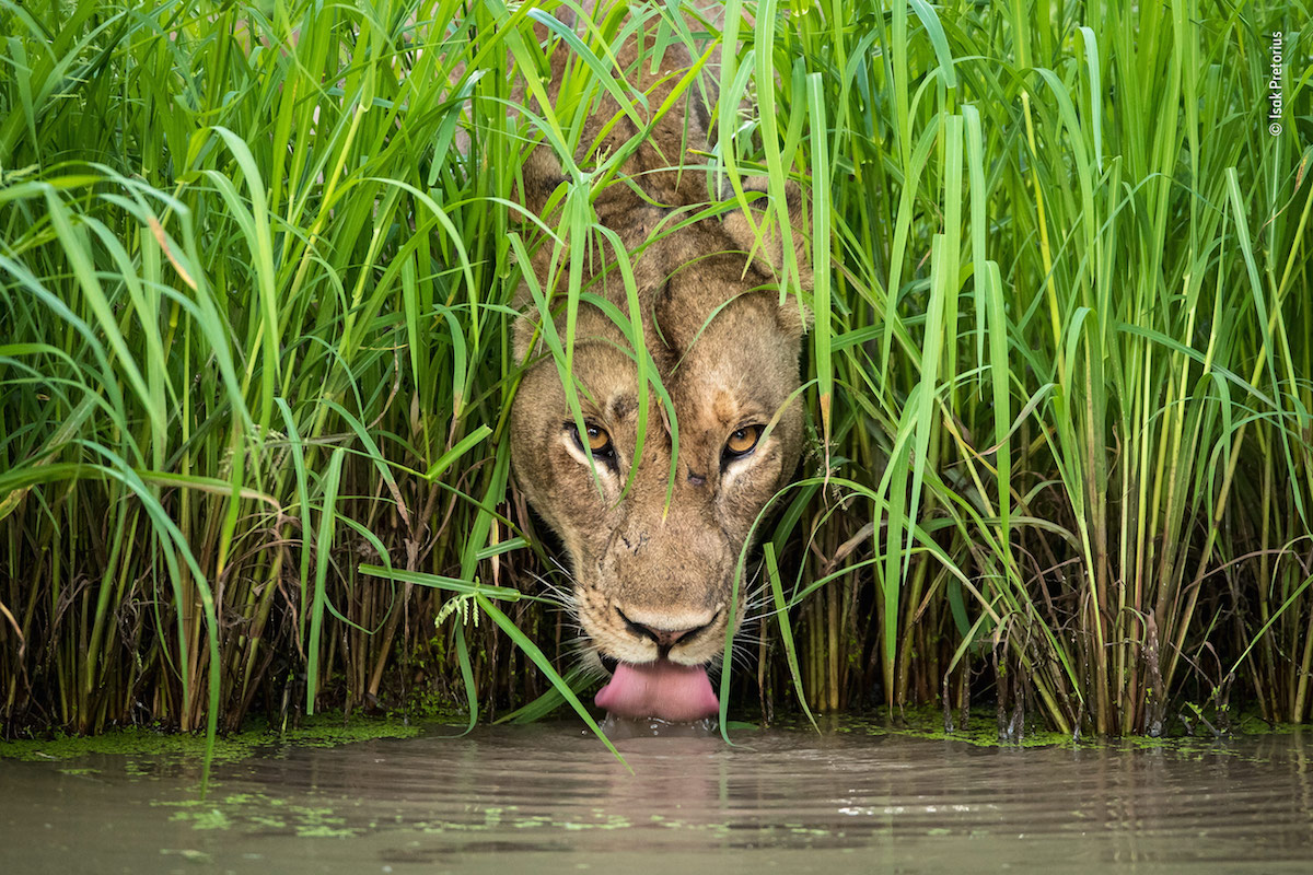 Wildlife Photography of the Year Highly Commended 2018 Wildlife Photography