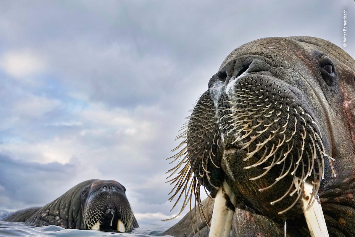 Wildlife Photography of the Year Highly Commended 2018 Wildlife Photography