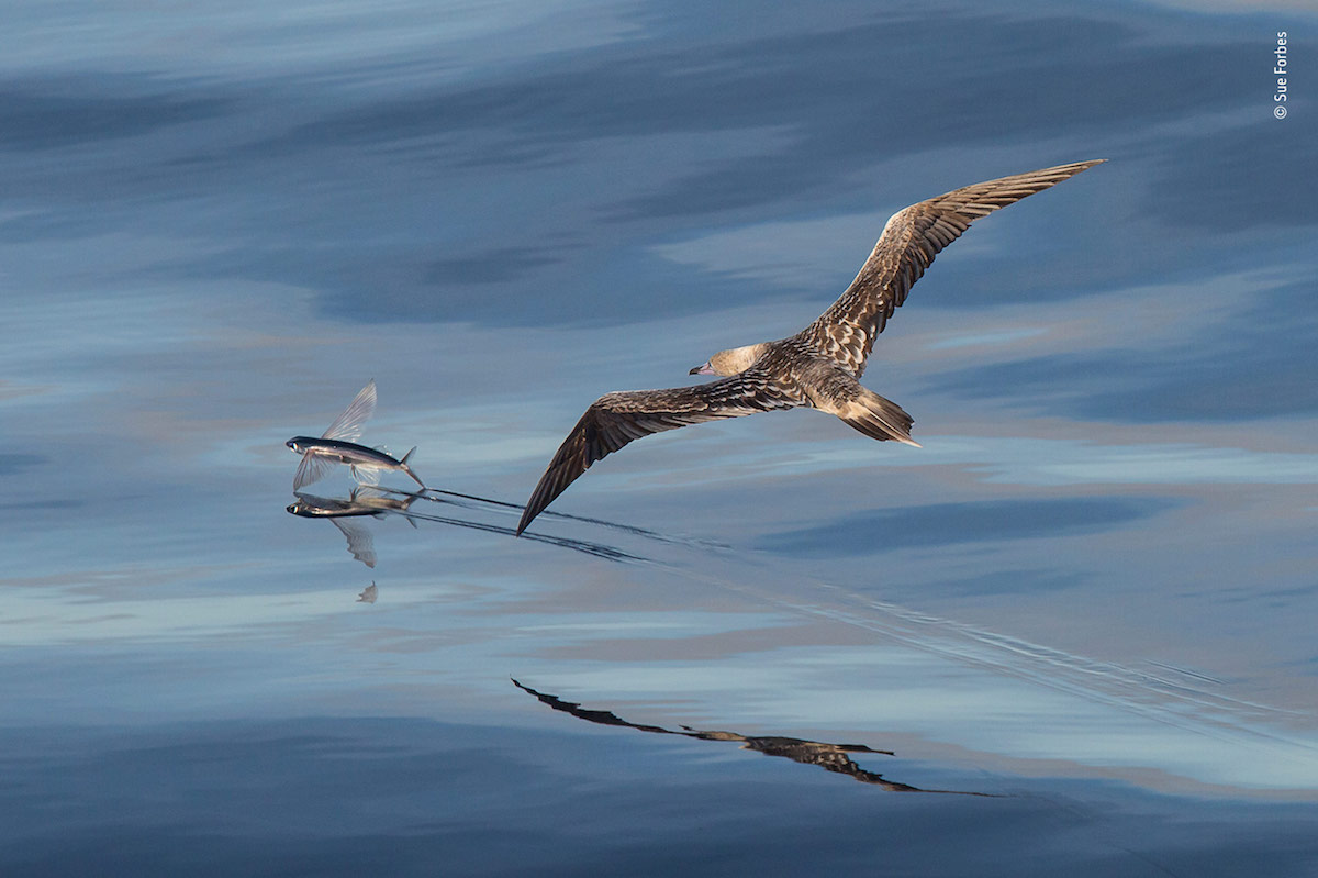 Wildlife Photography of the Year Highly Commended 2018 Wildlife Photography