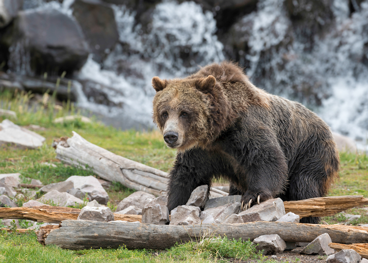 Are Grizzly Bears Endangered?