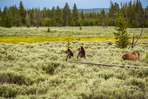 Judge Restores Yellowstone Grizzly Bears' Endangered Species Status