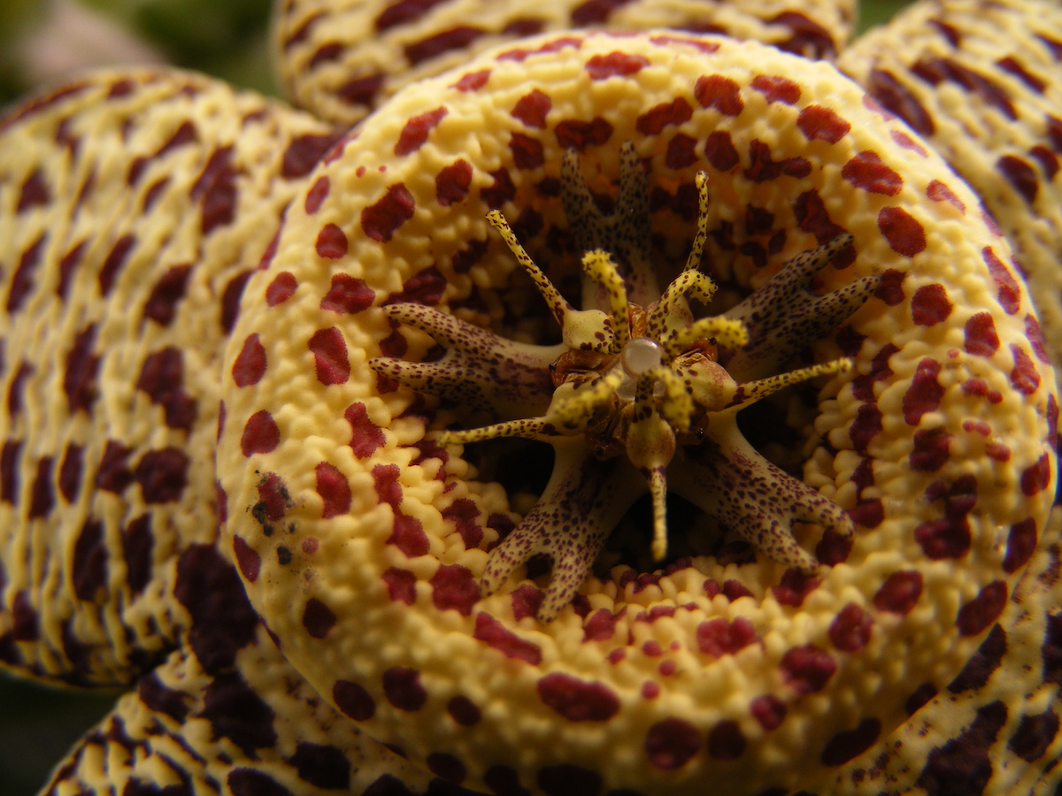 Biology Photographer of the Year - UK Royal Society of Biology