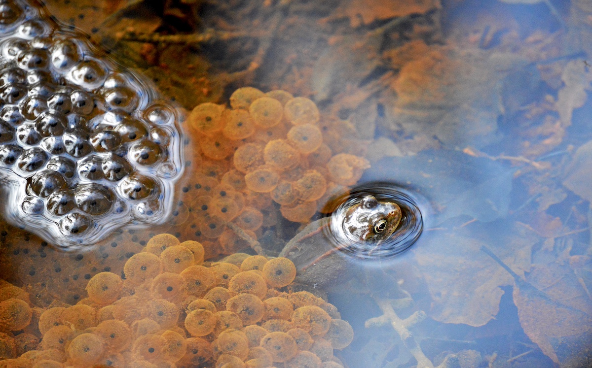 UK Royal Society of Biology Concurso de Fotografía de Biología Patrones en la Naturaleza