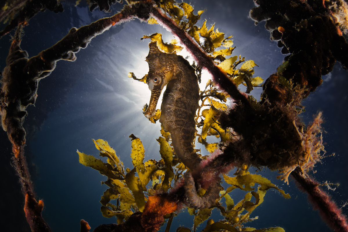 See 15 Amazing Wildlife Images From the Sony World Photography Awards, Smart News