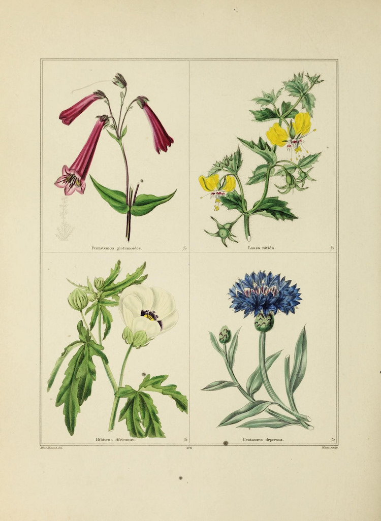 300-Year-Old Botanical Illustrations and the Art They Inspire Today