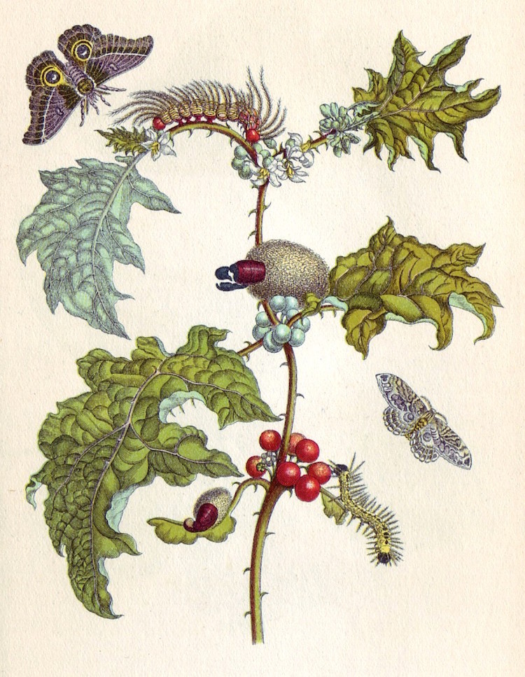 Botanical Illustration