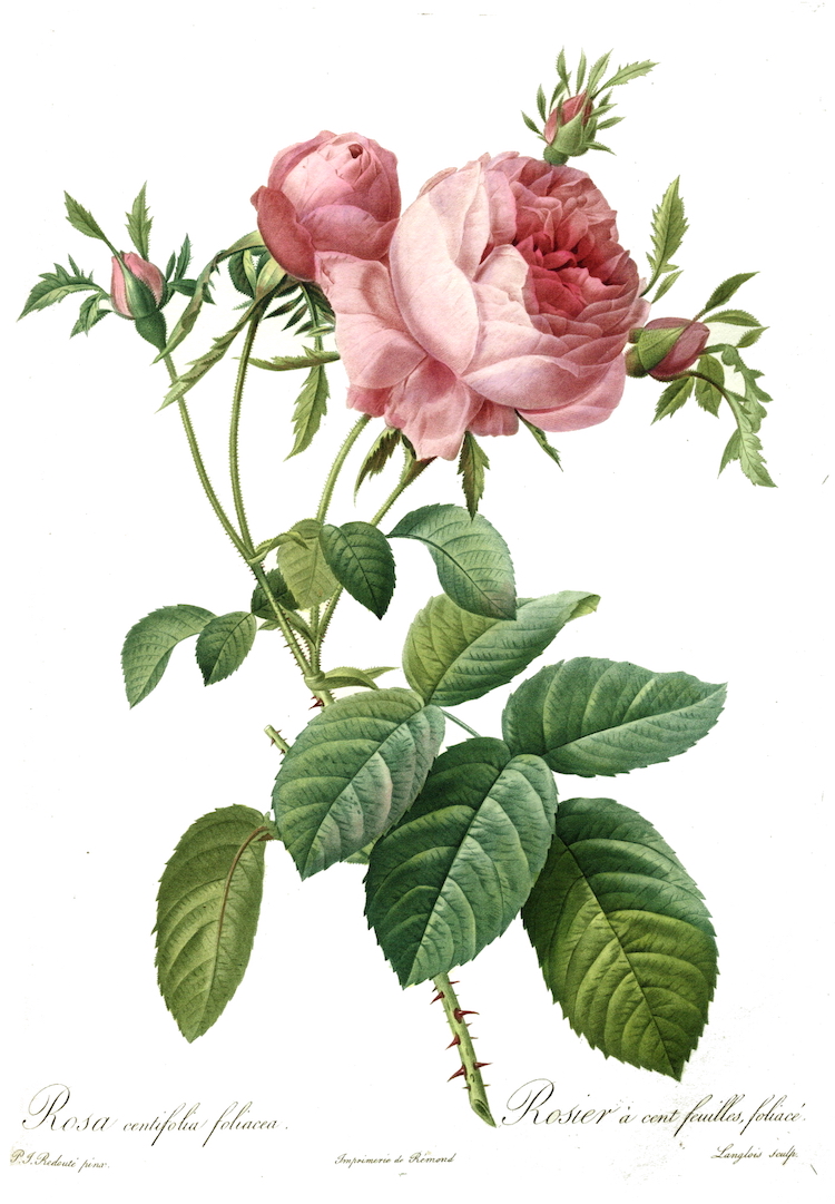 Botanical Illustration