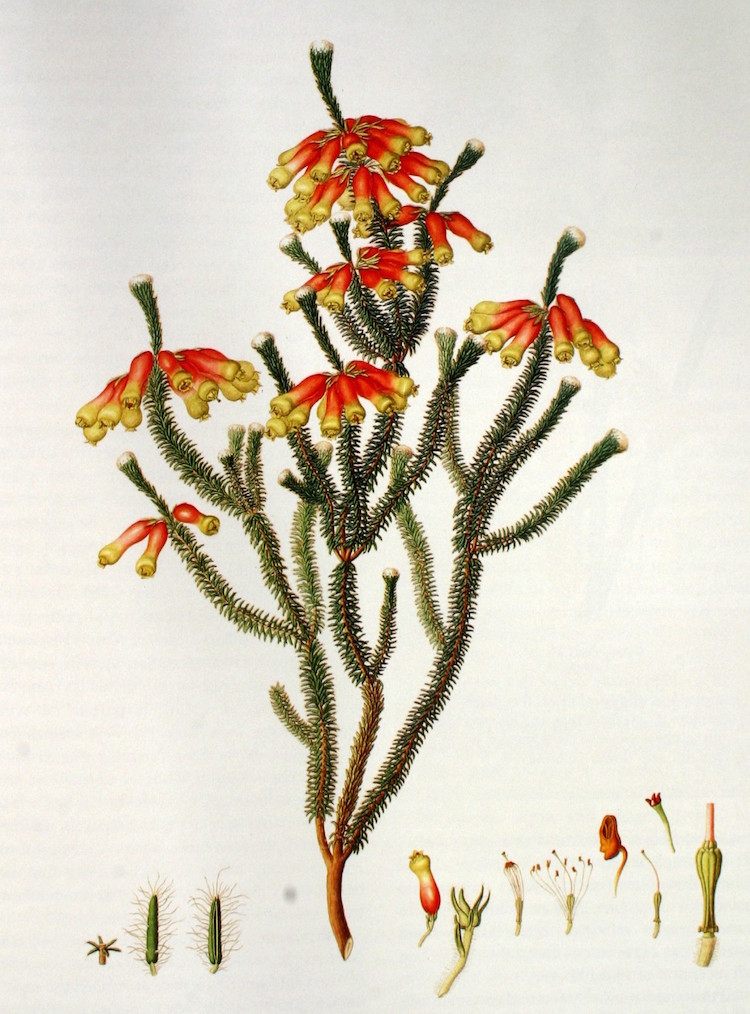 Botanical Illustration