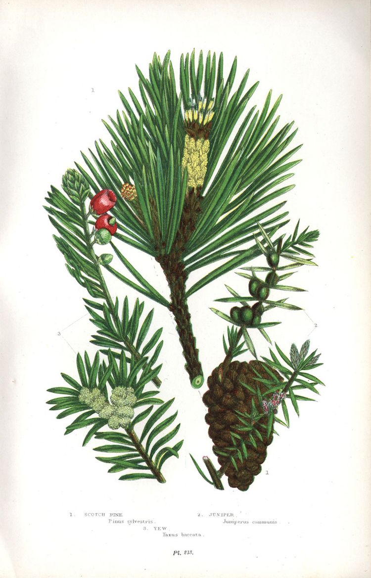 Botanical Illustration