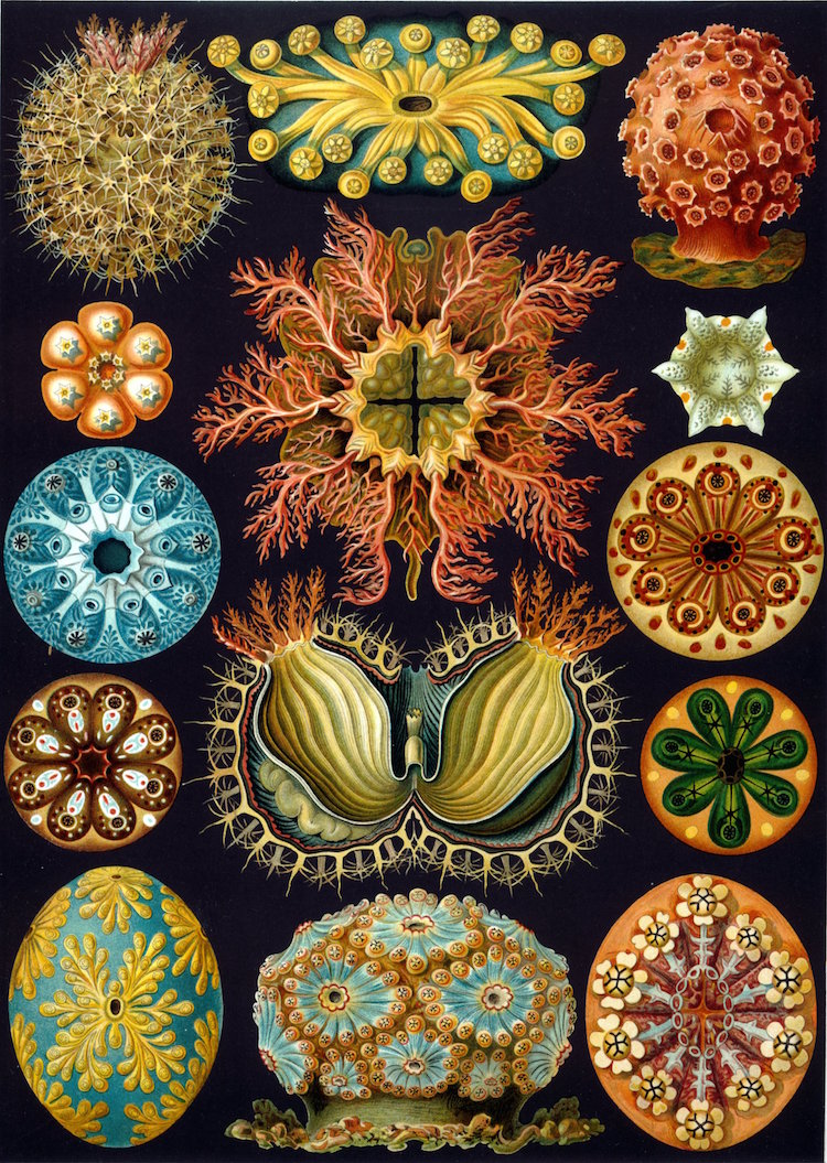 Botanical Illustration