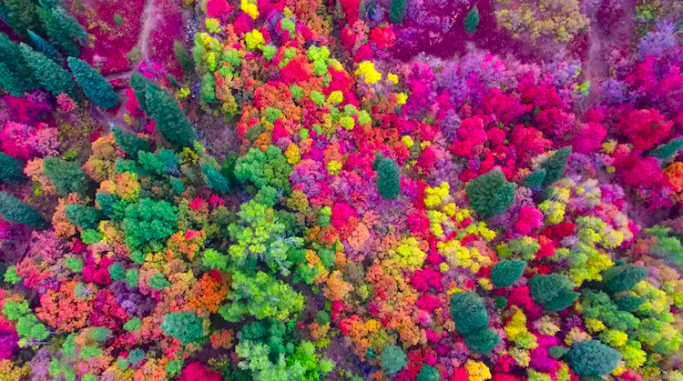 Drone Footage Fall Colors Utah