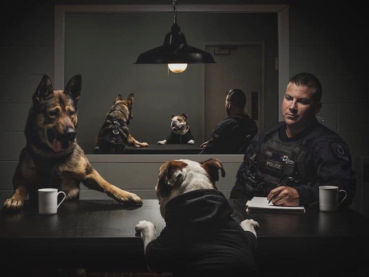 English Bulldog Police Dogs Calendar