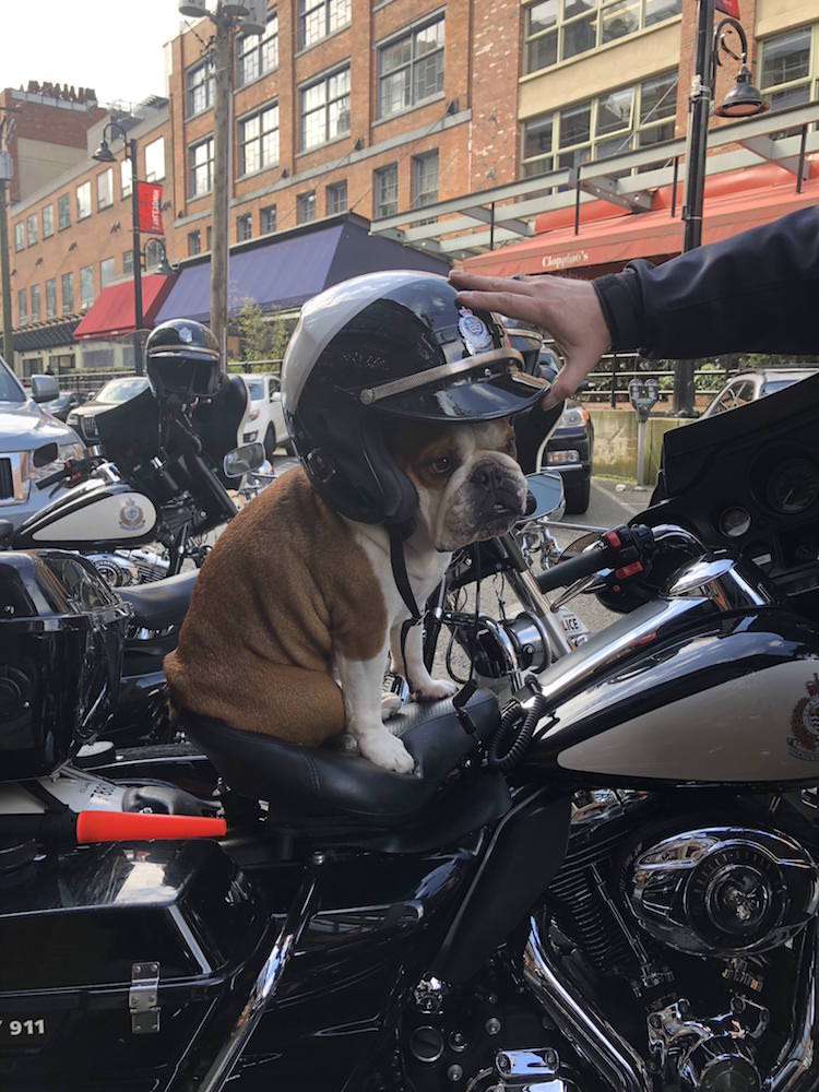 Bulldog Inglés Calendario de Perros Policías de Vancouver