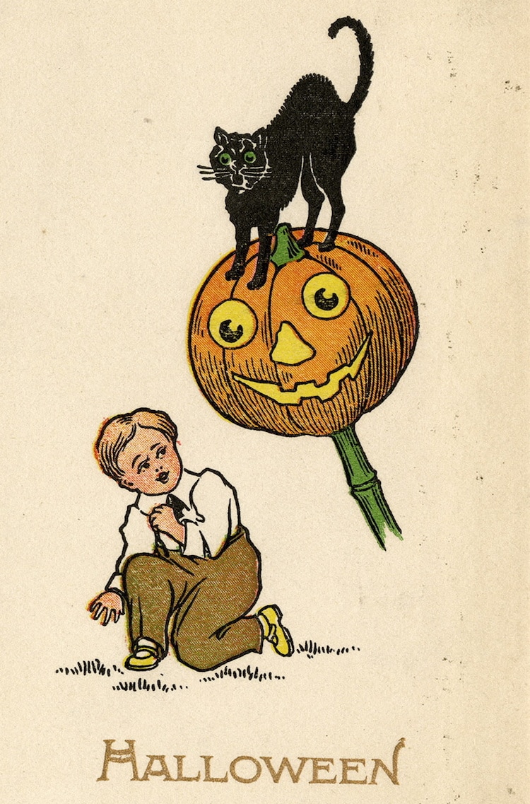 Black cat halloween - Culture, Religion & Festivals Icons