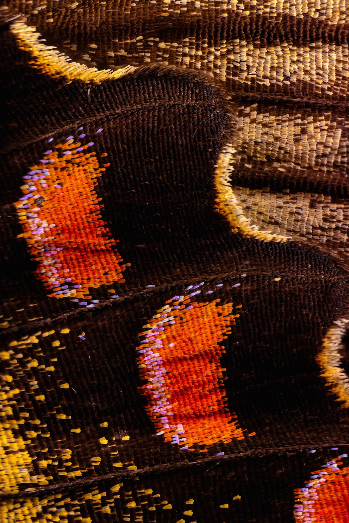 Macro Photography Butterfly Wings by Chris Perani