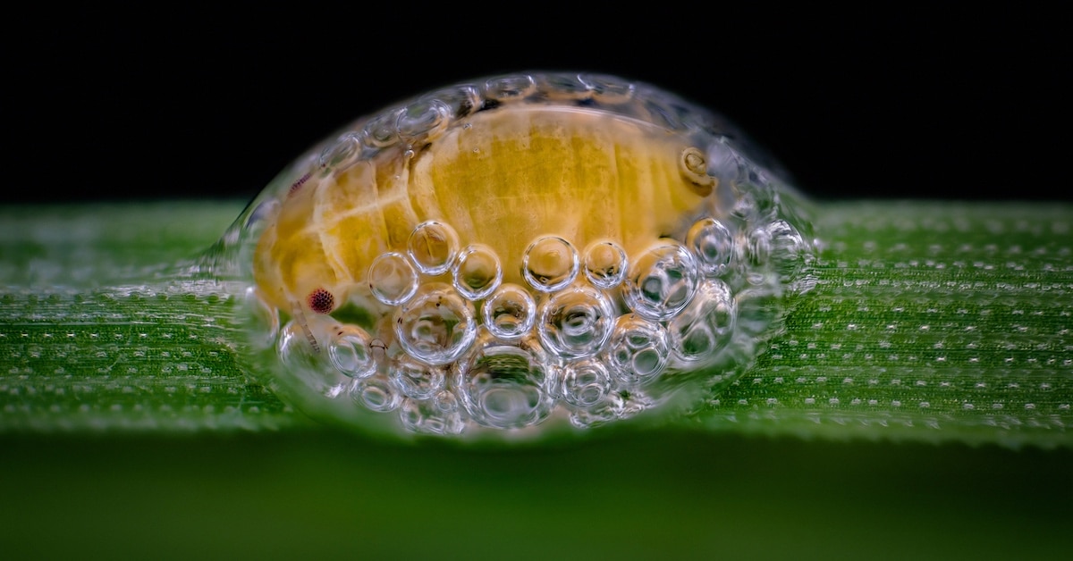 Striking Winners Of The 2018 Nikon Small World Photomicrography Contest