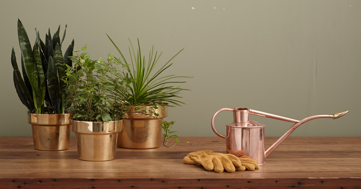 15 Different Plants You Can Buy on Amazon to Grow Your Indoor Jungle