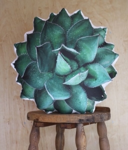 17 Stylish Succulent Gifts for People Who Love the Prickly Plant