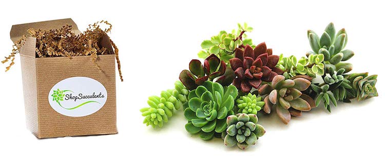 Succulents Succulent Gifts Succulent Clippings