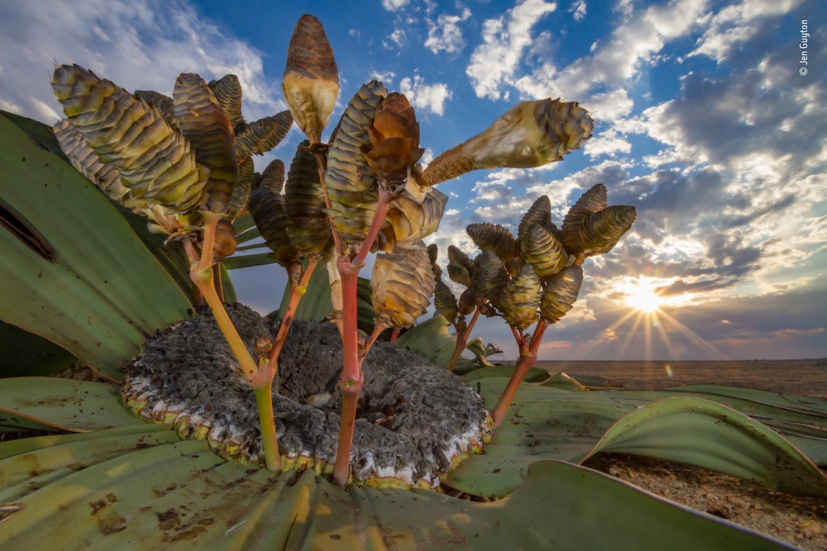 Wildlife Photographer of the Year Competition