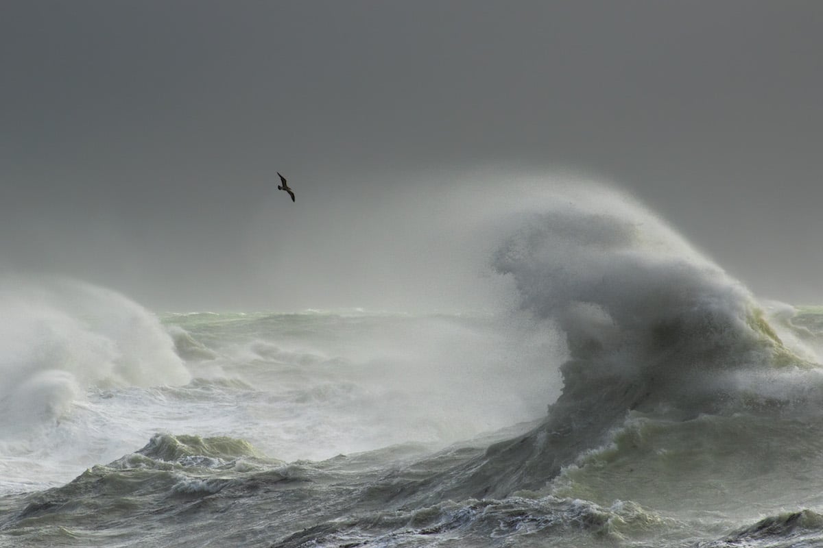 British Wildlife Photography Awards