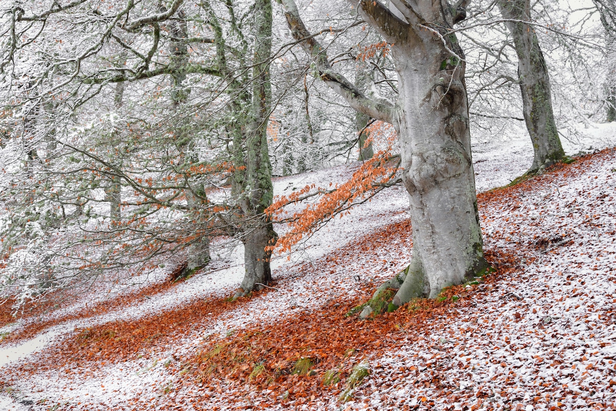 British Wildlife Photography Awards