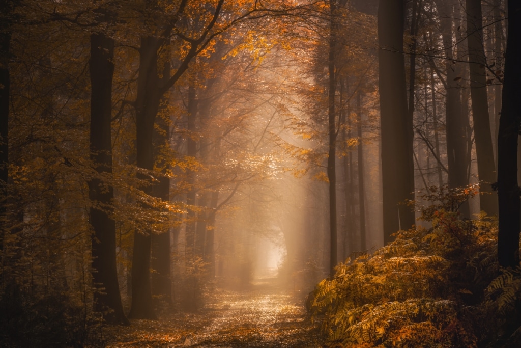 Foliage Photography by Albert Dros