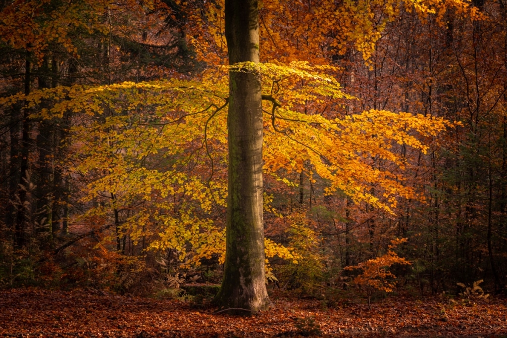 Photo of Autumn Foliage by Albert Dros