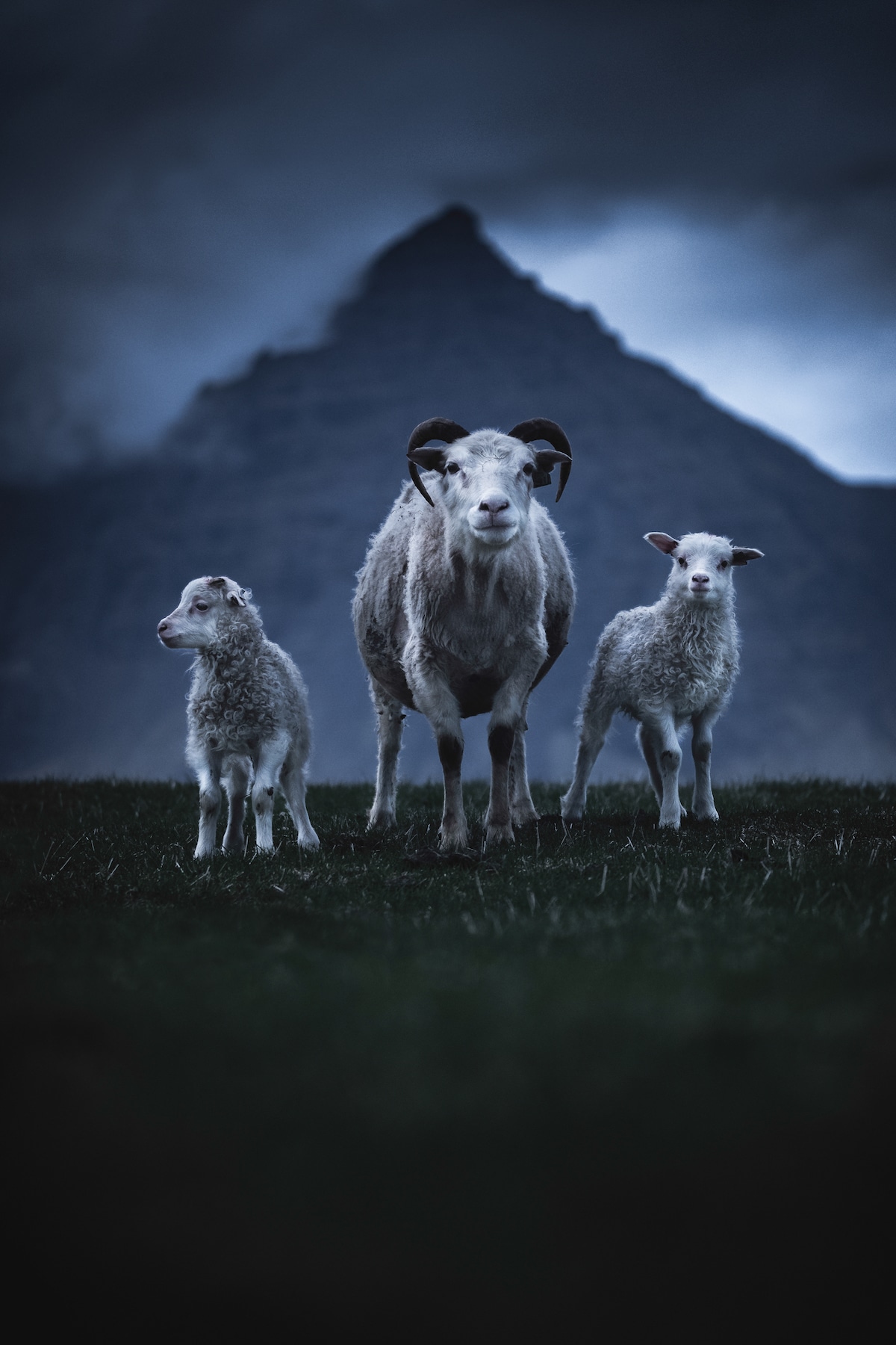 Sheep in Iceland by Andrew Studer