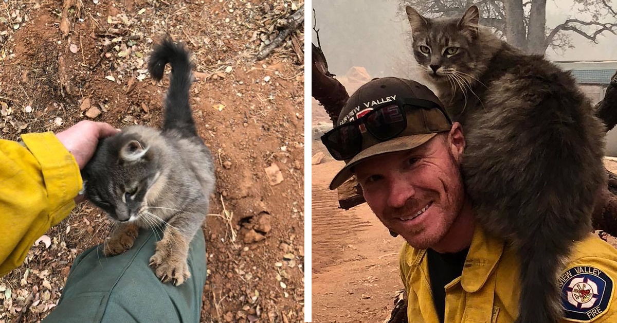 Surviving Cat of Paradise Camp Fire Clings to Firefighter Who Saved Her