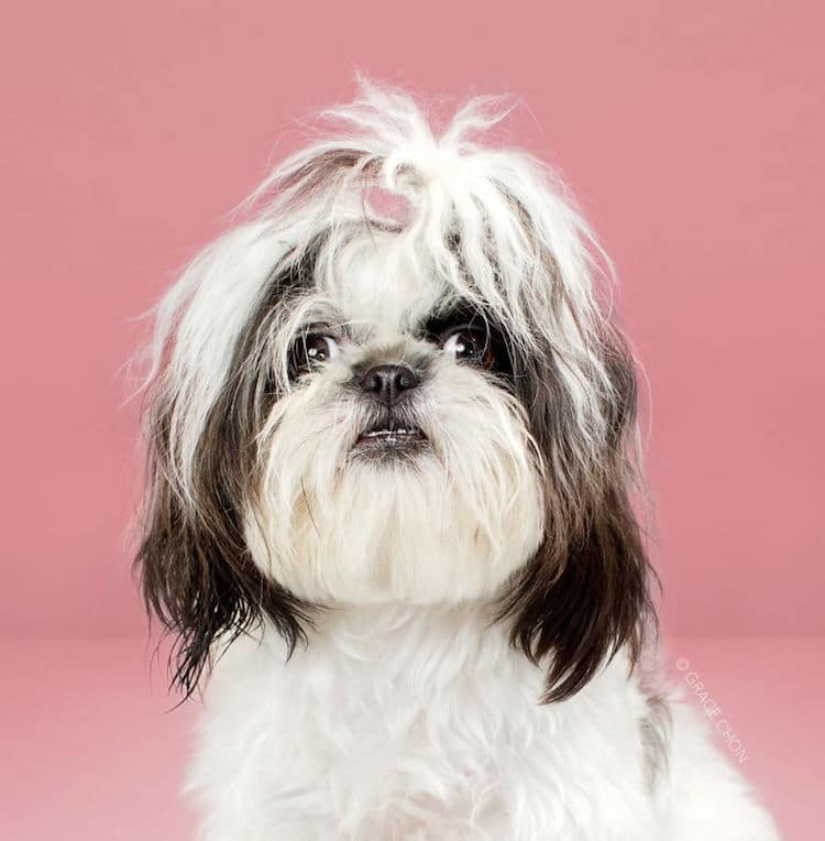 Dog Haircut Portraits by Grace Chon