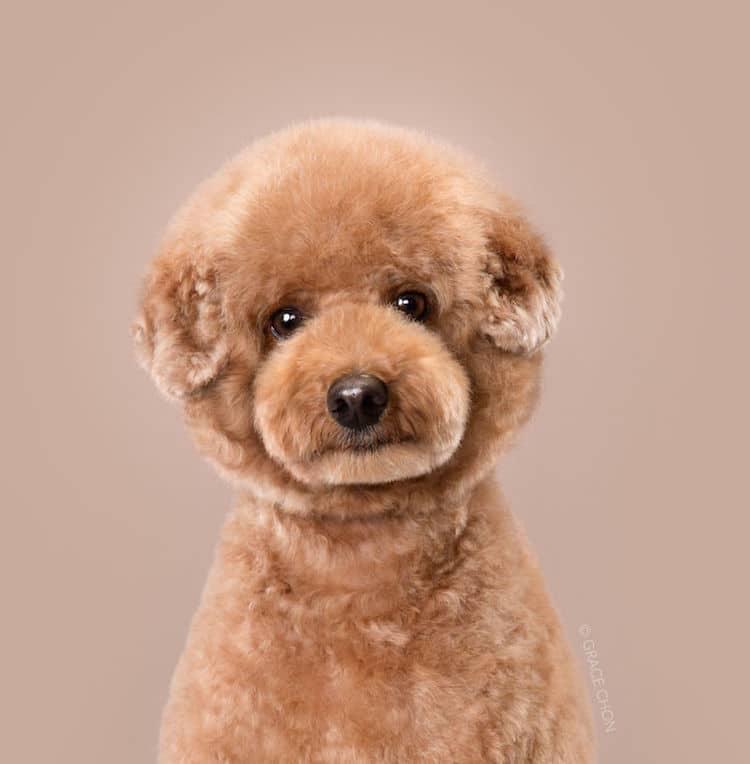 Dog Haircut Portraits by Grace Chon
