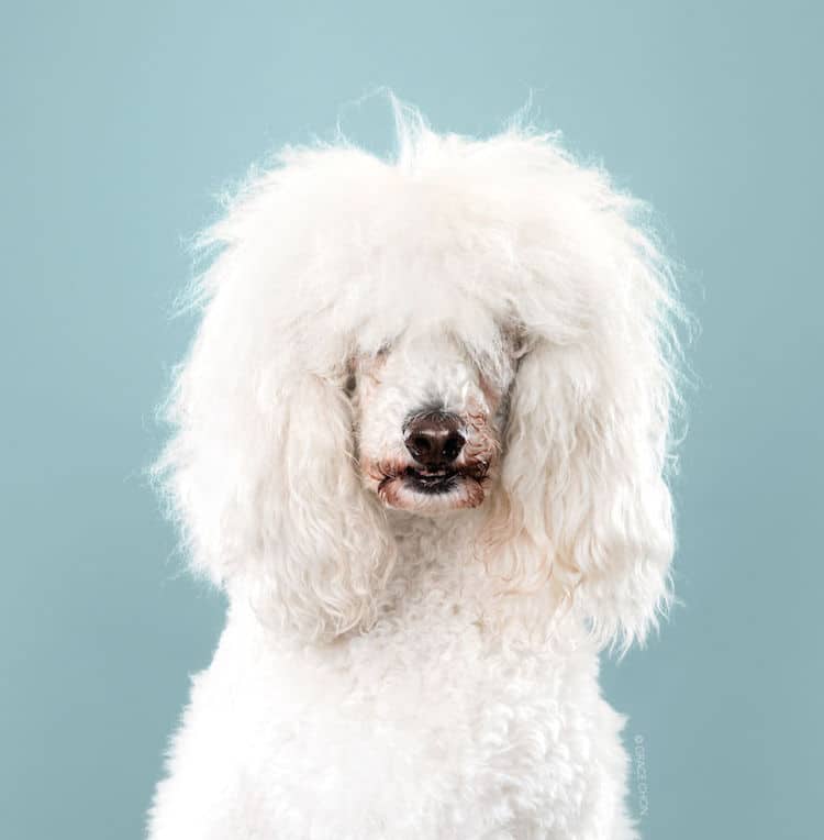 Dog Haircut Portraits by Grace Chon