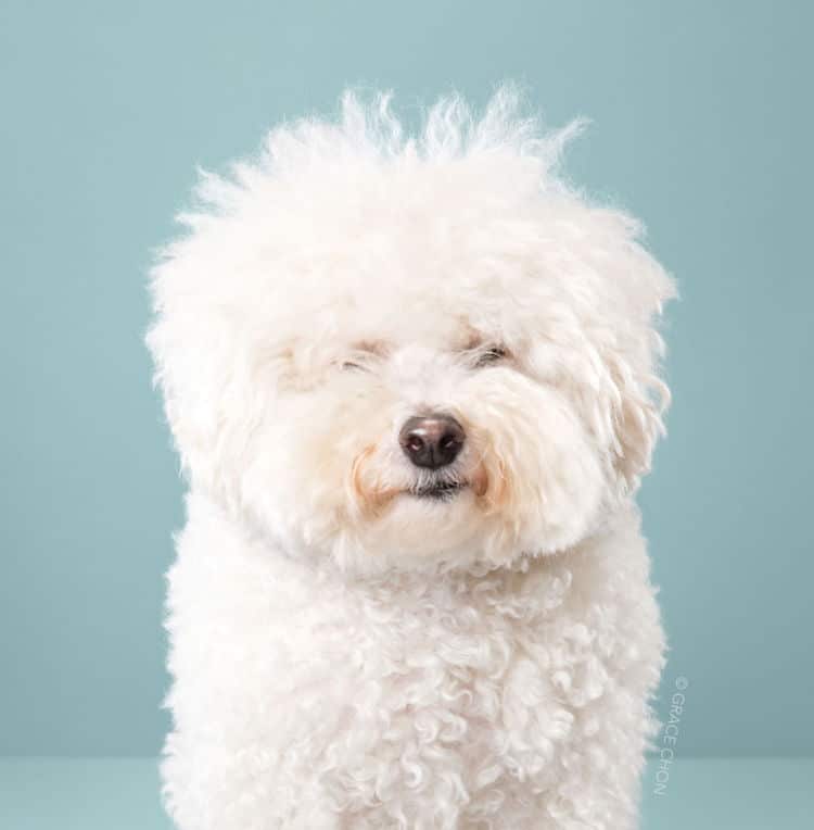 Dog Haircut Portraits by Grace Chon