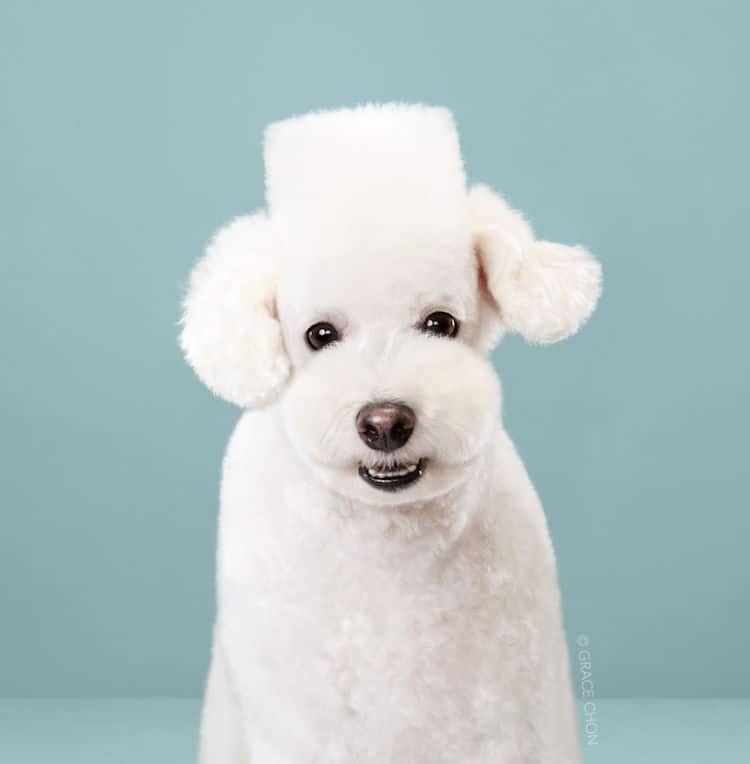 Dog Haircut Portraits by Grace Chon