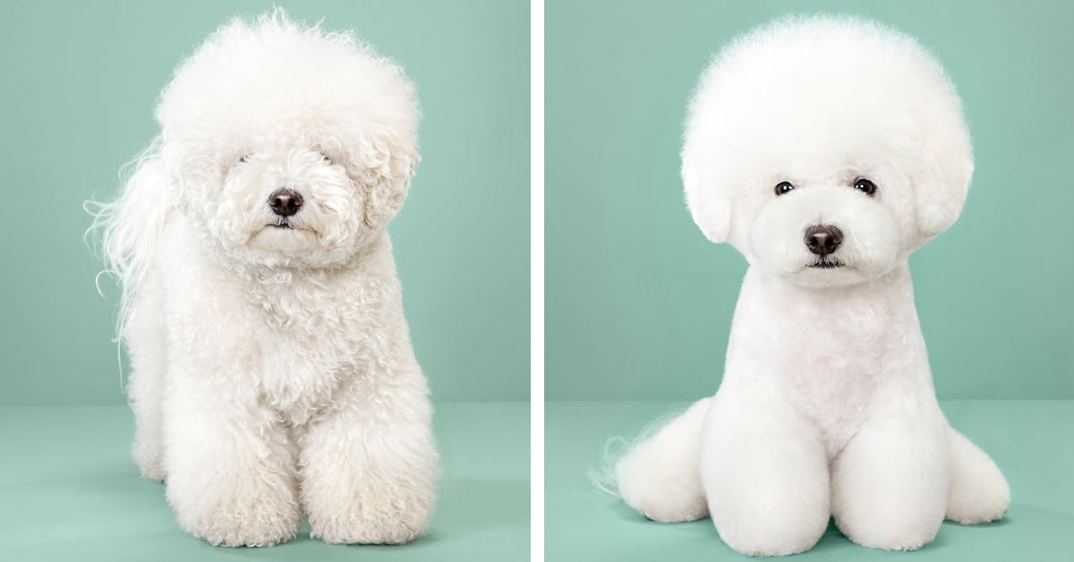 Dog Haircut Photos Show Cute Pooches Before and After Their Makeovers